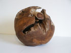 Teak Root Ball